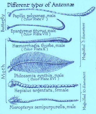 Different types of insect antenna