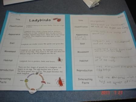 After sorting a simple information report on ladybirds, students in Grade 1/2 were able to write their own reports on orangutans.