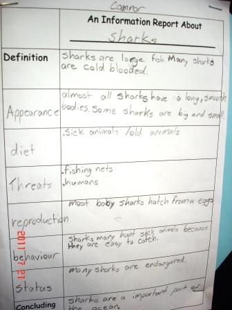One type of graphic organiserused by 4/5 students for writing an information report about orangutans.