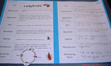 Grade 1/2 students sorted a simple information report on liady birds, then used the same format to write their own report on orangutans.