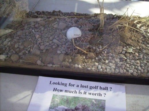 An exhibit warning golfers to check before reaching into the bushes to retrieve a golf ball (Note the live rattlesnake cuddled up to the right side of the golf ball in the acquarium)