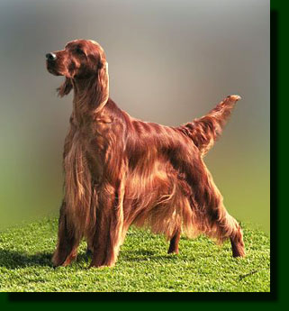 http://dogpile.ca/dog-pictures/images/irish_setter-5.jpg