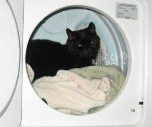 Raven in the Dryer