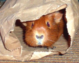 What Toys Can I Give My Guinea Pig? | PetHelpful