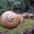 This amazing snail girl looked beautiful laying on a mossy rock surrounded by serenity.