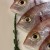 Raw Fish Raw Fish