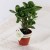 Mini Plant Mini Plant