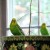 My two parakeets, Henry (left) and Tina. They love to sit by the window and relax after eating their afternoon meal.