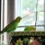 Henry the parakeet nibbles on a branch.