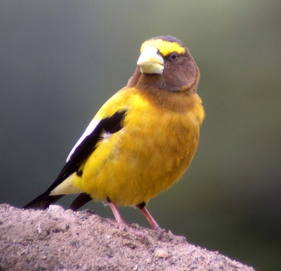 Washington State Bird "WILLOW GOLDFINCH