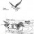 Cape Petrel and Black-backed Gull, New Zealand Cape Petrel and Black-backed Gull, New Zealand