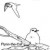 White Tern, Norfolk Island White Tern, Norfolk Island