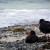 Black Oystercatchers on Hobbs Beach Black Oystercatchers on Hobbs Beach