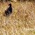A pukeko hiding in the long grass on the Ridge track A pukeko hiding in the long grass on the Ridge track