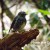 The black robin on the corner of Wattle track and Wharf road. The black robin on the corner of Wattle track and Wharf road.