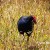 Pukeko on the Ridge track Pukeko on the Ridge track