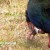 Takahe up near the houses. Takahe up near the houses.