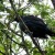 Tui, singing its heart out over the Ridge track. Tui, singing its heart out over the Ridge track.