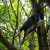 Kereru sitting in the trees, along the Kawerau track. Kereru sitting in the trees, along the Kawerau track.
