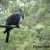 Kereru (New Zealand Wood Pigeon) Kereru (New Zealand Wood Pigeon)