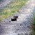 Brown quail, Ngati Paoa track Brown quail, Ngati Paoa track