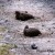 Brown quail, Ngati Paoa track Brown quail, Ngati Paoa track