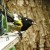 Male Stitchbird perched on outside of feeder, Kawerau track Male Stitchbird perched on outside of feeder, Kawerau track