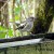 Female stitchbird drinking, Wattle track Female stitchbird drinking, Wattle track