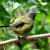 Bellbird waiting for its turn at the Kawerau track feeder Bellbird waiting for its turn at the Kawerau track feeder