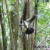 Male stitchbird, about to fly to the Kawerau track feeder Male stitchbird, about to fly to the Kawerau track feeder