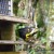 Male stitchbird going into the feeder, Kawerau track Male stitchbird going into the feeder, Kawerau track