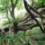 The glorious trees of the Kawerau track The glorious trees of the Kawerau track