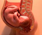 female reproduction