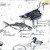 Blackbacked Gull, Chub Mackerel, Canada Goose Blackbacked Gull, Chub Mackerel, Canada Goose