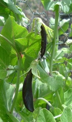 Sweet Magnolia a purple podded snap pea from Alan Kapular at Peace Seeds