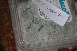 10 year old tomato seeds sprout!