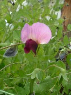 Dwarf Grey Sugar pea blossom