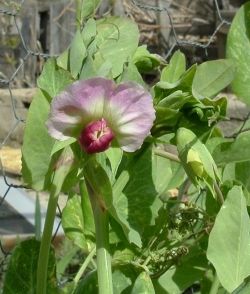 Blauwschokker pea blossoms (aka Capucijners)