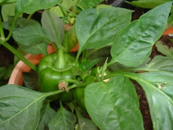 A bell pepper grows in a 2 gallon pot