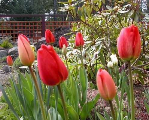 Red Tulips - Some of Spring's First Color