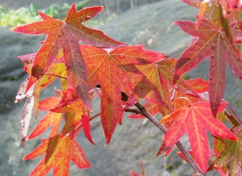 Plant some shrubs or trees with brilliant fall colour.