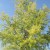 Bald Cypress Bald Cypress