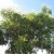 Golden Rain Tree Golden Rain Tree