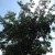 Hackberry Hackberry