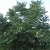 Kentucky Coffeetree Kentucky Coffeetree
