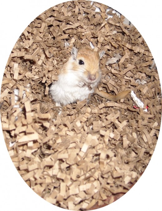 All About Gerbils Care For Your Gerbil's Diet PetHelpful