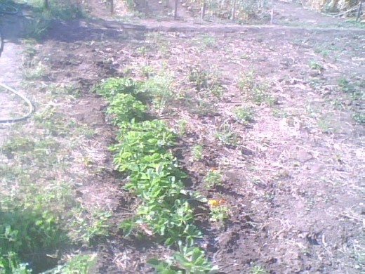This row of strawberries is the only thing we have growing but they are thriving!