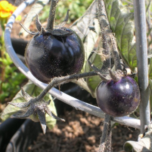Growing Indigo Rose Tomatoes HubPages