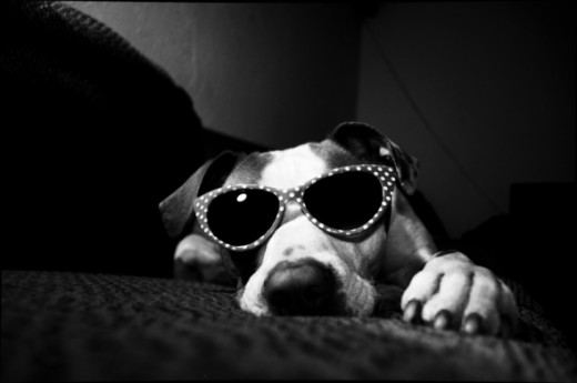 Ruby chillin' behind some cool shades