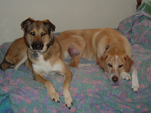 Sierra hanging out with her cousin, Summit, before her amputation.  You can see how large the tumor on her back leg had gotten.